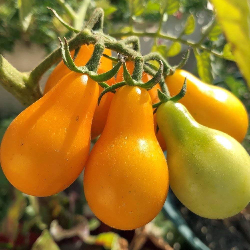 Golden Treasure tomato grown from organic seeds with golden-yellow fruits and mild sweetness